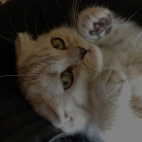 Scottish Fold, Kedi  Koymadım :) fotoğrafı
