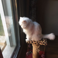 İran Kedisi (Persian), Kedi  mia fotoğrafı
