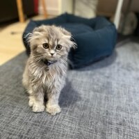 Scottish Fold, Kedi  Mişa fotoğrafı