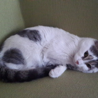 Tekir Kedi, Kedi  Şarlo fotoğrafı