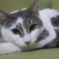 Tekir Kedi, Kedi  Şarlo fotoğrafı