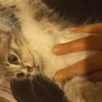 Tekir Kedi, Kedi  Tekir yavru kedi fotoğrafı
