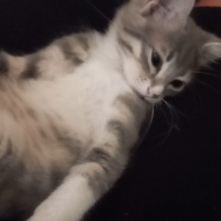 Tekir Kedi, Kedi  Tekir yavru kedi fotoğrafı