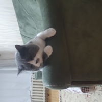 Brazilian Shorthair, Kedi  Duman fotoğrafı