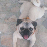 Pug, Köpek  çiko fotoğrafı