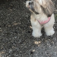 Shih Tzu, Köpek  Mocha fotoğrafı
