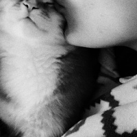 Sarman, Kedi  Tarçın fotoğrafı