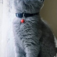 British Shorthair, Kedi  Dummy fotoğrafı