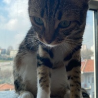 Bengal, Kedi  LUNA fotoğrafı