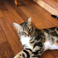 Bengal, Kedi  LUNA fotoğrafı