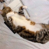 Bengal, Kedi  LUNA fotoğrafı