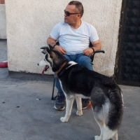 Sibirya Kurdu (Husky), Köpek  Şiva fotoğrafı