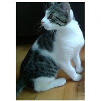 Tekir Kedi, Kedi  Pamuk fotoğrafı