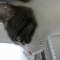 Tekir Kedi, Kedi  Pamuk fotoğrafı