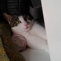 Tekir Kedi, Kedi  Pamuk fotoğrafı