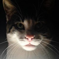 Tekir Kedi, Kedi  Pamuk fotoğrafı