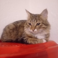 Tekir Kedi, Kedi  ponçik fotoğrafı