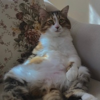 Tekir Kedi, Kedi  Çakıl fotoğrafı