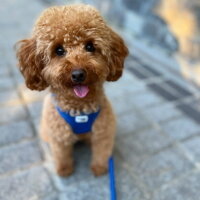 Poodle (Minyatür Kaniş), Köpek  Luna fotoğrafı