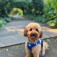 Poodle (Minyatür Kaniş), Köpek  Luna fotoğrafı