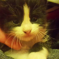 Tuxedo (Smokin) Kedi, Kedi  charlie fotoğrafı