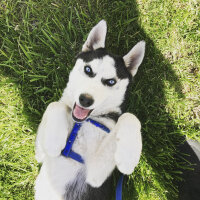 Sibirya Kurdu (Husky), Köpek  Odin fotoğrafı