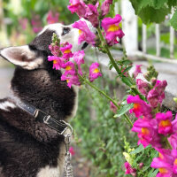 Sibirya Kurdu (Husky), Köpek  Odin fotoğrafı