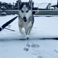 Sibirya Kurdu (Husky), Köpek  Odin fotoğrafı