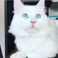 Ankara Kedisi, Kedi  Frigg fotoğrafı