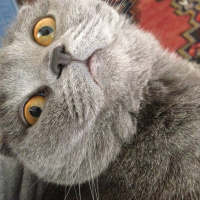 Scottish Fold, Kedi  Mia fotoğrafı