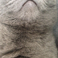 Scottish Fold, Kedi  Mia fotoğrafı