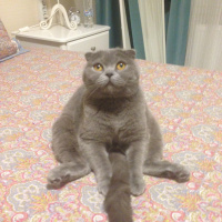 Scottish Fold, Kedi  Mia fotoğrafı