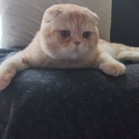 Scottish Fold, Kedi  ALex fotoğrafı