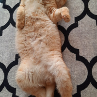 Scottish Fold, Kedi  ALex fotoğrafı