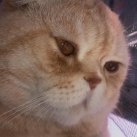 Scottish Fold, Kedi  ALex fotoğrafı