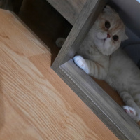 Scottish Fold, Kedi  ALex fotoğrafı