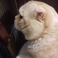 Scottish Fold, Kedi  ALex fotoğrafı