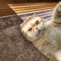 Scottish Fold, Kedi  ALex fotoğrafı