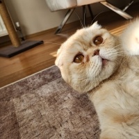 Scottish Fold, Kedi  ALex fotoğrafı