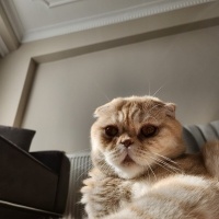 Scottish Fold, Kedi  ALex fotoğrafı