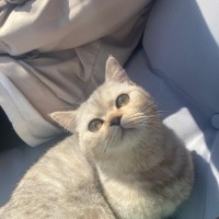 British Shorthair, Kedi  Mia fotoğrafı