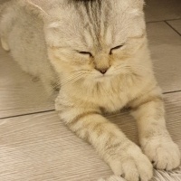 British Shorthair, Kedi  Mia fotoğrafı