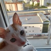 Tekir Kedi, Kedi  Lokum fotoğrafı