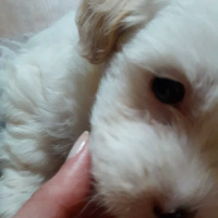 Maltese, Köpek  Pati fotoğrafı
