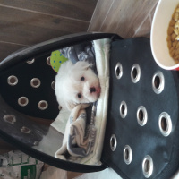 Maltese, Köpek  Pati fotoğrafı