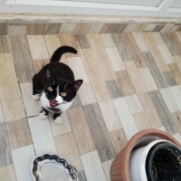 Tekir Kedi, Kedi  Karam fotoğrafı