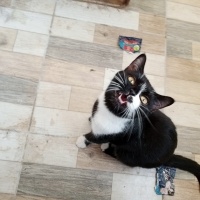 Tekir Kedi, Kedi  Karam fotoğrafı