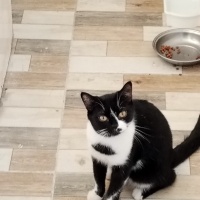 Tekir Kedi, Kedi  Karam fotoğrafı