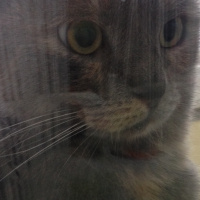 British Shorthair, Kedi  Michelle fotoğrafı