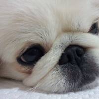 Pekingese, Köpek  KIZIM fotoğrafı